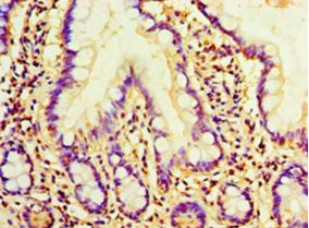 AMH / Anti-Mullerian Hormone Antibody - Immunohistochemistry of paraffin-embedded human small intestine tissue using antibody at 1:100 dilution.  This image was taken for the unconjugated form of this product. Other forms have not been tested.