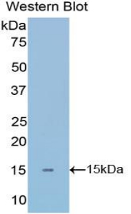 AMH / Anti-Mullerian Hormone Antibody - Western blot of recombinant AMH / MIF.  This image was taken for the unconjugated form of this product. Other forms have not been tested.