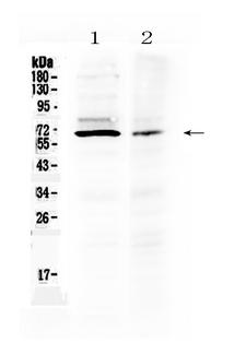 AMH / Anti-Mullerian Hormone Antibody - Western blot - Anti-AMH/Mis Picoband Antibody