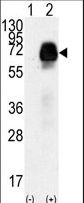 AMHR2 / MISRII Antibody - Western blot of AMHR2(arrow) using rabbit polyclonal AMHR2 Antibody (N-term R80). 293 cell lysates (2 ug/lane) either nontransfected (Lane 1) or transiently transfected with the AMHR2 gene (Lane 2) (Origene Technologies).