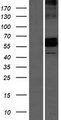 AMICA / JAML Protein - Western validation with an anti-DDK antibody * L: Control HEK293 lysate R: Over-expression lysate