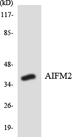 AMID / AIFM2 Antibody - Western blot analysis of the lysates from HT-29 cells using AIFM2 antibody.