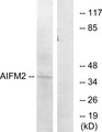 AMID / AIFM2 Antibody - Western blot analysis of lysates from COS7 cells, using AIFM2 Antibody. The lane on the right is blocked with the synthesized peptide.