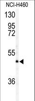 AMID / AIFM2 Antibody - Western blot of AIFM2 antibody in NCI-H460 cell line lysates (35 ug/lane). AIFM2 (arrow) was detected using the purified antibody.