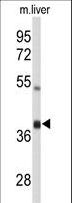 AMID / AIFM2 Antibody - Western blot of AIFM2 Antibody in mouse liver tissue lysates (35 ug/lane). AIFM2 (arrow) was detected using the purified antibody.
