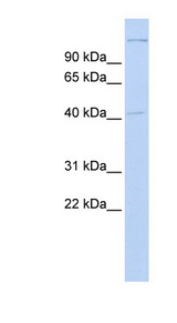 AMID / AIFM2 Antibody - AIFM2 / AMID antibody Western blot of Fetal Brain lysate. This image was taken for the unconjugated form of this product. Other forms have not been tested.