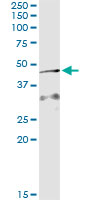 AMID / AIFM2 Antibody - Immunoprecipitation of AIFM2 transfected lysate using anti-AIFM2 monoclonal antibody and Protein A Magnetic Bead.