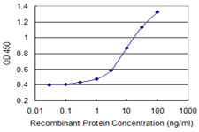 AMID / AIFM2 Antibody - Detection limit for recombinant GST tagged AIFM2 is 0.1 ng/ml as a capture antibody.