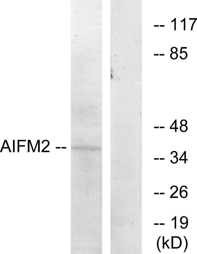 AMID / AIFM2 Antibody - Western blot analysis of extracts from COS-7 cells, using AIFM2 antibody.