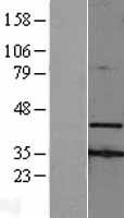 AMID / AIFM2 Protein - Western validation with an anti-DDK antibody * L: Control HEK293 lysate R: Over-expression lysate