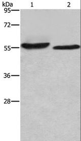 AMIGO2 Antibody - Western blot analysis of SP20 cell and mouse heart tissue, using AMIGO2 Polyclonal Antibody at dilution of 1:615.