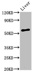 AMIGO2 Antibody - Western Blot Positive WB detected in:Rat liver tissue All Lanes:AMIGO2 antibody at 3.2µg/ml Secondary Goat polyclonal to rabbit IgG at 1/50000 dilution Predicted band size: 58 KDa Observed band size: 58 KDa