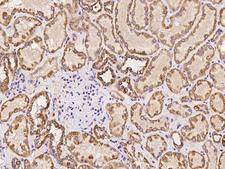 AMIGO2 Antibody - Immunochemical staining of human AMIGO2 in human kidney with rabbit polyclonal antibody at 1:100 dilution, formalin-fixed paraffin embedded sections.