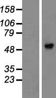 AMIGO3 Protein - Western validation with an anti-DDK antibody * L: Control HEK293 lysate R: Over-expression lysate