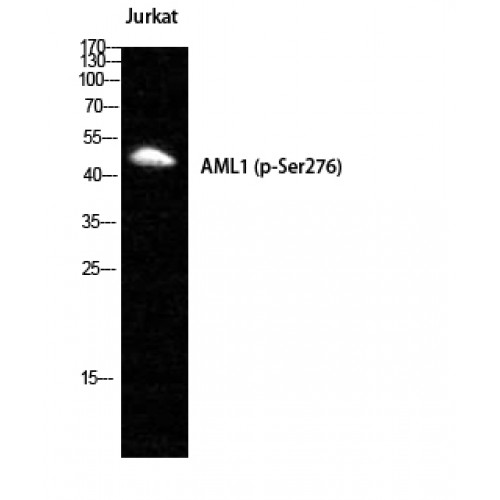 AML1 / RUNX1 Antibody - Western blot of Phospho-RUNX1 (S249) antibody
