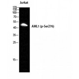 AML1 / RUNX1 Antibody - Western blot of Phospho-RUNX1 (S249) antibody