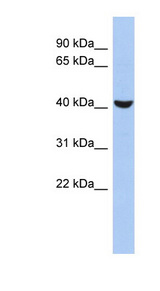 AML1 / RUNX1 Antibody - RUNX1 antibody Western blot of PANC1 cell lysate. This image was taken for the unconjugated form of this product. Other forms have not been tested.