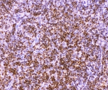 AML1 / RUNX1 Antibody - IHC-P: RUNX1 antibody testing of rat thymus tissue