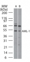 AML1 / RUNX1 Antibody - Western blot ofAML-1 in (A) human Ramos and(B) mouse Raw cell lysate using antibody at5 ug/ml.