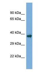 AML1 / RUNX1 Antibody - AML1 / RUNX1 antibody Western Blot of Mouse Skeletal Muscle. Antibody dilution: 1 ug/ml.  This image was taken for the unconjugated form of this product. Other forms have not been tested.