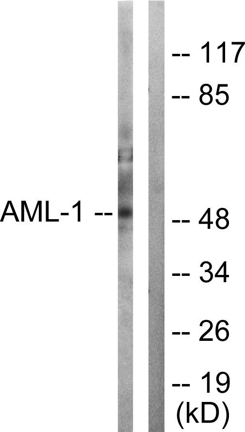 AML1 / RUNX1 Antibody - Western blot analysis of lysates from Jurkat cells, using AML1 Antibody. The lane on the right is blocked with the synthesized peptide.