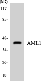 AML1 / RUNX1 Antibody - Western blot analysis of the lysates from HeLa cells using AML1 antibody.