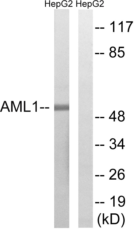 AML1 / RUNX1 Antibody - Western blot analysis of lysates from HepG2 cells, treated with PMA 125ng/ml 30', using AML1 Antibody. The lane on the right is blocked with the synthesized peptide.