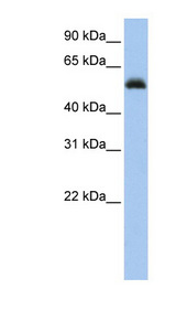 AML1 / RUNX1 Antibody - RUNX1 antibody Western blot of Jurkat lysate. This image was taken for the unconjugated form of this product. Other forms have not been tested.