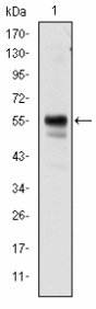 AML1 / RUNX1 Antibody - Western blot of RUNX1 mouse mAb against Jurkat cell lysate.
