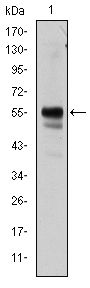 AML1 / RUNX1 Antibody - RUNX1 Antibody in Western Blot (WB)