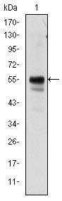 AML1 / RUNX1 Antibody - RUNX1 Antibody in Western Blot (WB)