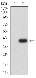 AML1 / RUNX1 Antibody - Western blot analysis using RUNX1 mAb against HEK293 (1) and RUNX1 (AA: 237-337)-hIgGFc transfected HEK293 (2) cell lysate.