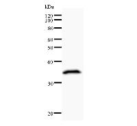 AML1 / RUNX1 Antibody - Western blot analysis of immunized recombinant protein, using anti-RUNX1 monoclonal antibody.