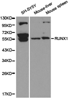 AML1 / RUNX1 Antibody - Western blot of extracts of various cell lines, using RUNX1 antibody.