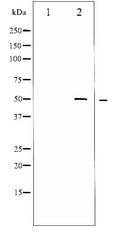 AML1 / RUNX1 Antibody - Western blot of AML1 expression in Jurkat whole cell lysates,The lane on the left is treated with the antigen-specific peptide.