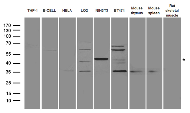 AML1 / RUNX1 Antibody - Western blot analysis of extracts. (35ug) from different cell lines and tissues by using anti-RUNX1 rabbit polyclonal antibody.