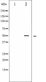 AML1 / RUNX1 Antibody - Western blot analysis of AML1 expression in Jurkat whole cells lysates. The lane on the left is treated with the antigen-specific peptide.