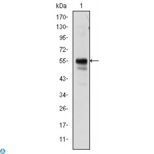 AML1 / RUNX1 Antibody - Western Blot (WB) analysis using RUNX1 Monoclonal Antibody against Jurkat cell lysate.