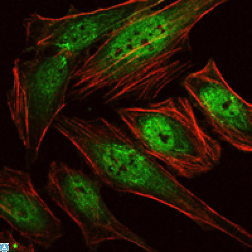 AML1 / RUNX1 Antibody - Immunofluorescence (IF) analysis of HeLa cells using RUNX1 Monoclonal Antibody (green). Red: Actin filaments have been labeled with Alexa Fluor-555 phalloidin.