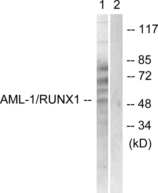 AML1 / RUNX1 Antibody - Western blot analysis of extracts from Jurkat cells, using AML1 (Ab-276) antibody.