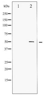 AML1 / RUNX1 Antibody - Western blot of AML1 phosphorylation expression in Jurkat whole cell lysates,The lane on the left is treated with the antigen-specific peptide.