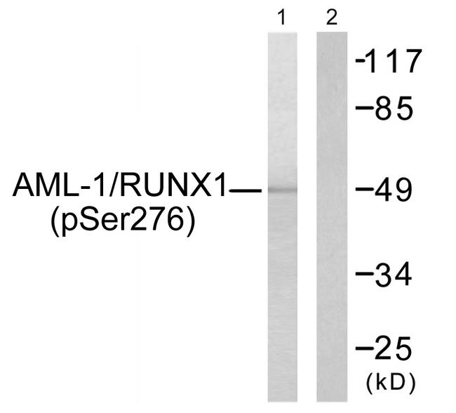 AML1 / RUNX1 Antibody - Western blot analysis of extracts from Jurkat cells, using AML1 (Phospho-Ser276) Antibody.
