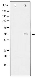 AML1 / RUNX1 Antibody - Western blot of AML1 phosphorylation expression in Jurkat whole cell lysates,The lane on the left is treated with the antigen-specific peptide.