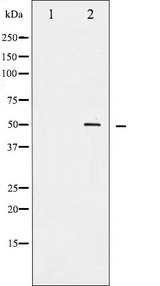 AML1 / RUNX1 Antibody - Western blot analysis of AML1 phosphorylation expression in Jurkat whole cells lysates. The lane on the left is treated with the antigen-specific peptide.