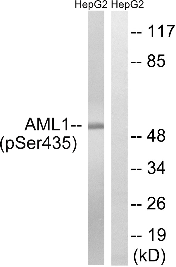 AML1 / RUNX1 Antibody - Western blot analysis of lysates from HepG2 cells treated with PMA 125ng/ml 30', using AML1 (Phospho-Ser435) Antibody. The lane on the right is blocked with the phospho peptide.