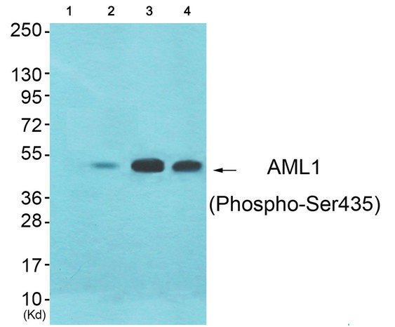 AML1 / RUNX1 Antibody - Western blot of extracts from 293 cells (Lane 2), HeLa cells (Lane 3) and HepG2 cells (Lane 4), using AML1 (Phospho-Ser435) Antibody. The lane on the left is treated with synthesized peptide.
