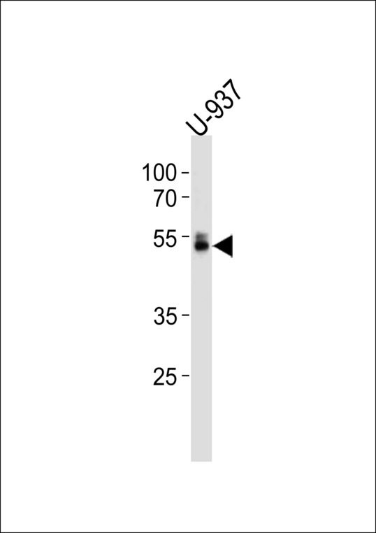 AML1 / RUNX1 Antibody - RUNX1 Antibody (S276) western blot of U-937 cell line lysates (35 ug/lane). The RUNX1 antibody detected the RUNX1 protein (arrow).