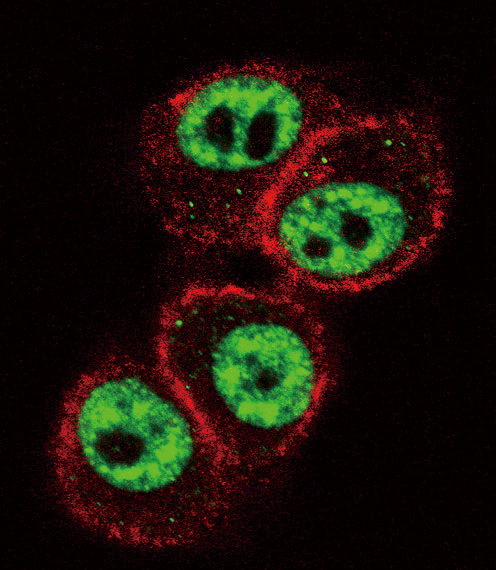 AML1 / RUNX1 Antibody - Confocal immunofluorescence of RUNX1 Antibody (S276) with HeLa cell followed by Alexa Fluor 488-conjugated goat anti-rabbit lgG (green). Actin filaments have been labeled with Alexa Fluor 555 phalloidin (red).