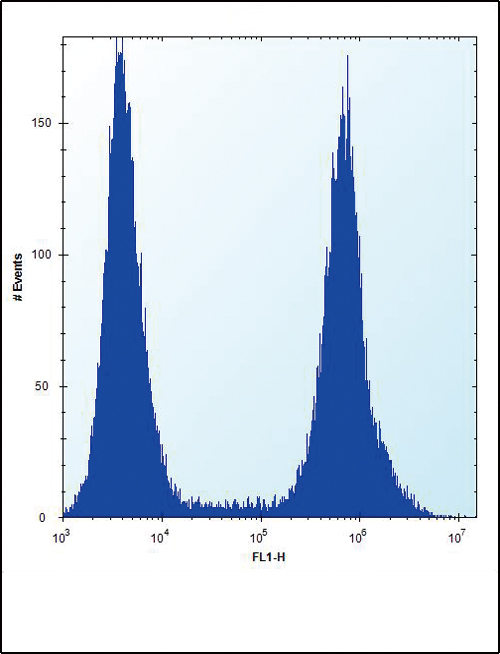 AML1 / RUNX1 Antibody - RUNX1 Antibody (S276) flow cytometry of HeLa cells (right histogram) compared to a negative control cell (left histogram). FITC-conjugated donkey-anti-rabbit secondary antibodies were used for the analysis.