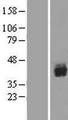 AML1 / RUNX1 Protein - Western validation with an anti-DDK antibody * L: Control HEK293 lysate R: Over-expression lysate